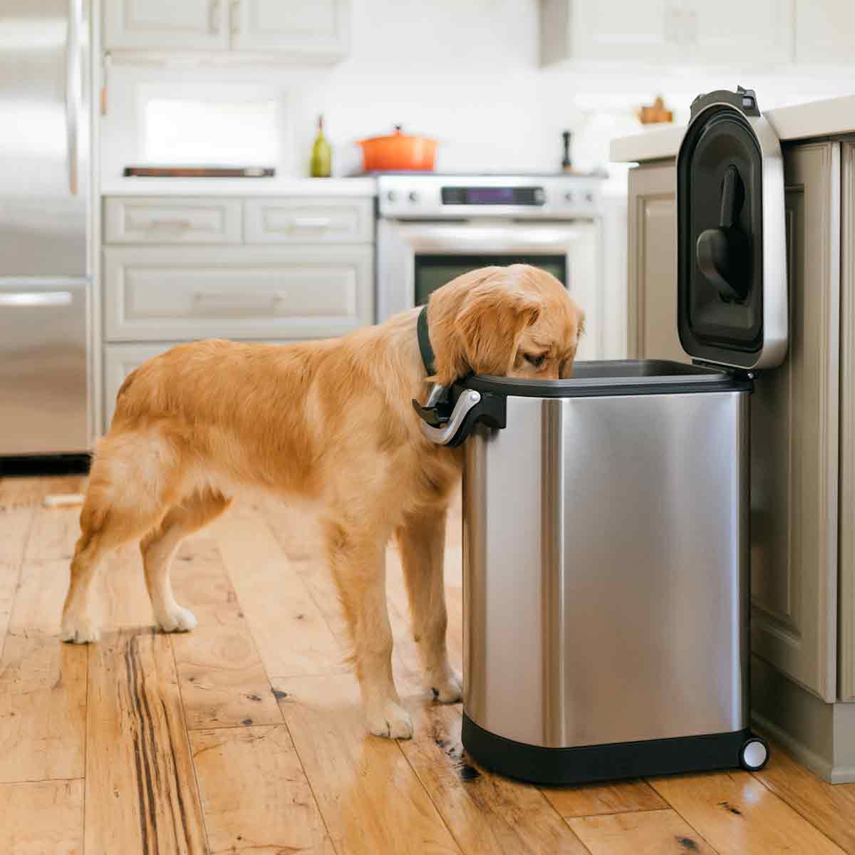 Simplehuman Large Pet Food Can, Brushed Stainless Steel, used in kitchen; dog sniffs the open container with secure locking handle.
